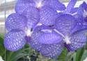 Vanda coerulea x pumila
